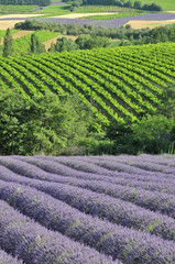 Wall Mural - rangée de lavande