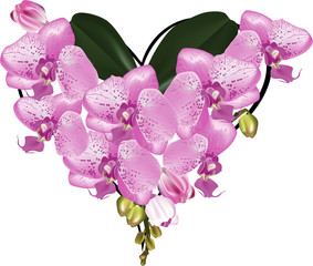 Poster - heart shape bouquet from pink orchids on white