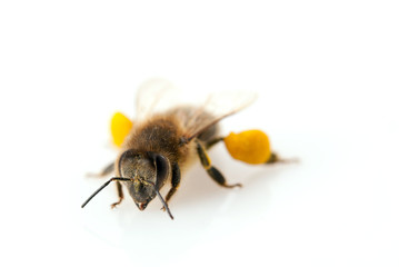 bee