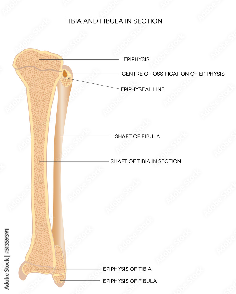 Tibia and Fibula. Leg bones. - obrazy, fototapety, plakaty 