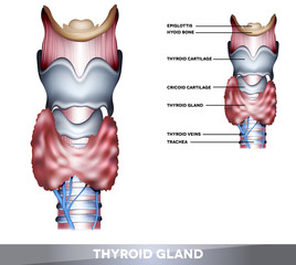 Canvas Print - Anatomy of Thyroid gland