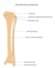 Poster - Tibia and Fibula. Leg bones.