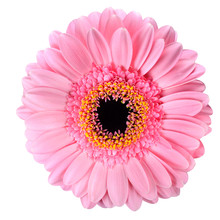 Pink Gerbera Marigold Flower Isolated On White