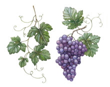 Watercolor Illustration Of Grapes With Leaves