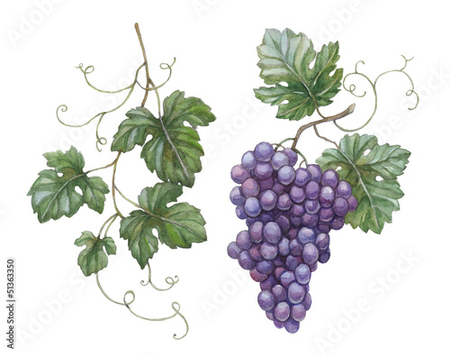 Fotografía Watercolor illustration of grapes with leaves