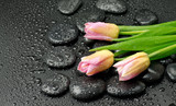 Tulipany na kamieniach spa