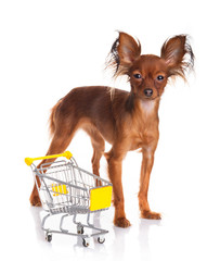 Wall Mural - Toy Terrier with shopping cart isolated on white. Funny little d