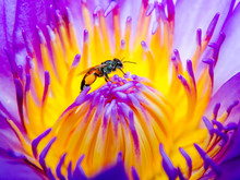 Close Up Of Bee On Purple Lotus Flower