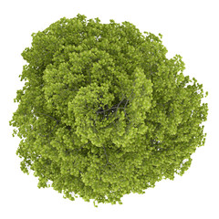 Wall Mural - top view of common lime tree isolated on white background