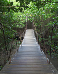  Suspension bridge to mangrove tropical forest.