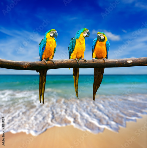 Naklejka na kafelki three parrots (Blue-and-Yellow Macaw (Ara ararauna) also known a