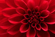 Leinwandbild Motiv Close up of red dahlia flower