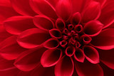 Close up of red dahlia flower