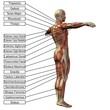 High resolution 3D human muscles anatomy