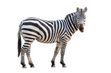 Fototapeta Zebra - zebra isolated