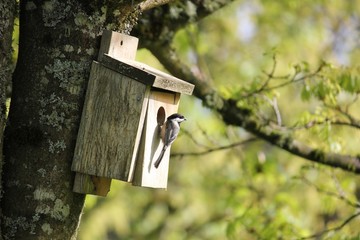 Oregon Chickadee Attracted To A Back yard Birdhouse.