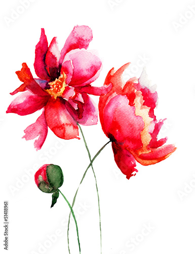 Naklejka dekoracyjna Beautiful Peony flower