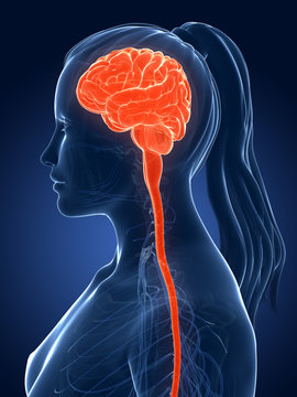 3d rendered medical illustration - female brain