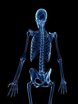 3d rendered medical illustration - x-ray style skeleton