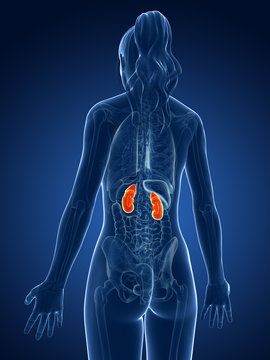 3d rendered medical illustration - female kidneys