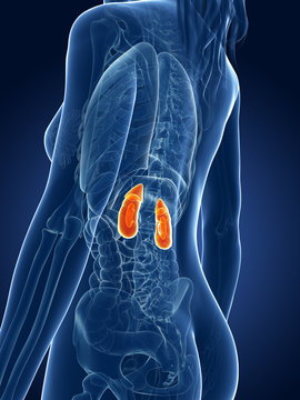3d rendered medical illustration - female kidneys