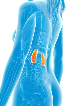 3d rendered medical illustration - female kidneys