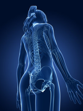 3d rendered medical illustration - female skeleton