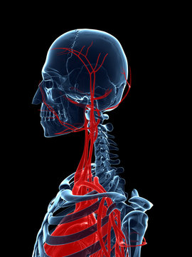 3d rendered medical illustration - vascular system