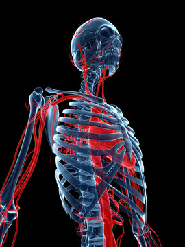 3d rendered medical illustration - vascular system