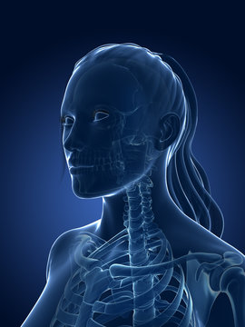 3d rendered medical illustration - female skeleton