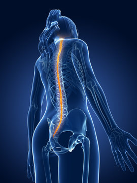 3d rendered medical illustration - spinal cord