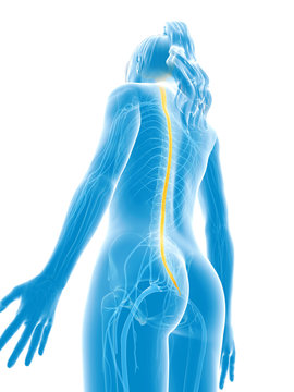 3d rendered medical illustration - spinal cord