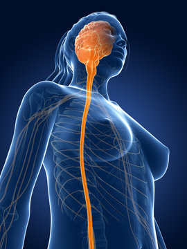 3d rendered medical illustration - spinal cord