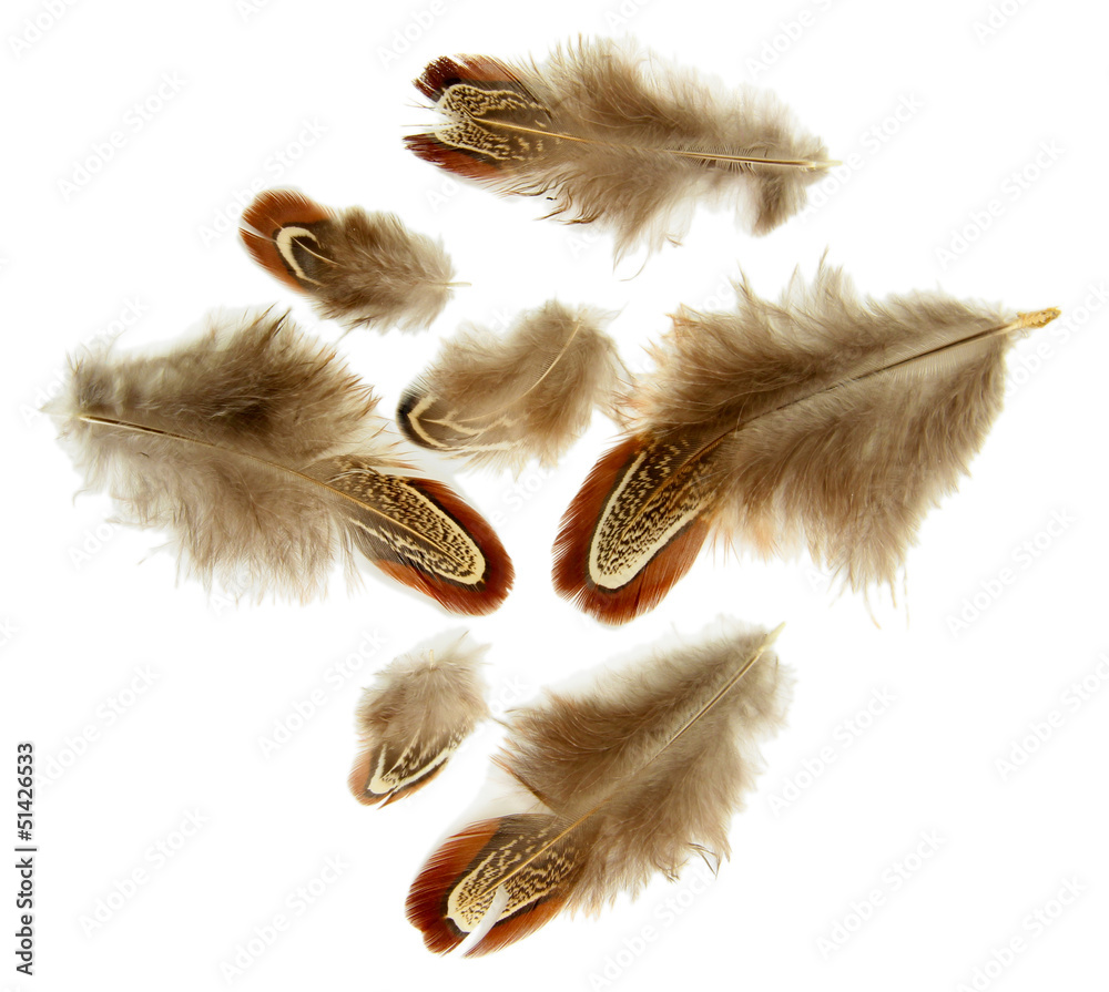 Beautiful decorative feathers, isolated on white