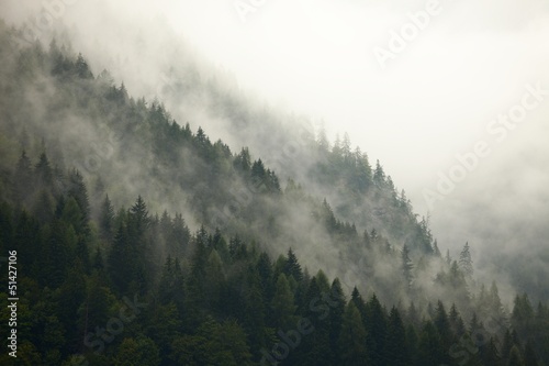Forest Fog