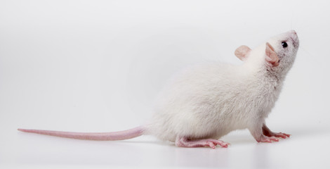 Wall Mural - white rat - a pet animal