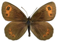Isolated Scotch Argus Butterfly