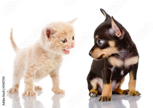 Fototapeta dla dzieci kitten abuses a puppy. isolated on white