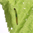 Moth caterpillar on a leaf