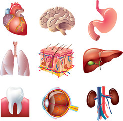 human body parts detailed vector set