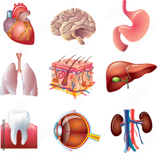 Nowoczesny obraz na płótnie human body parts detailed vector set