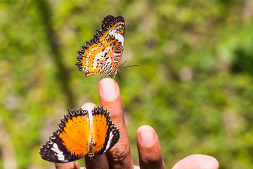 Leopard lacewing butterfly