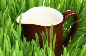 Wall Mural - Pitcher of milk standing on grass close up