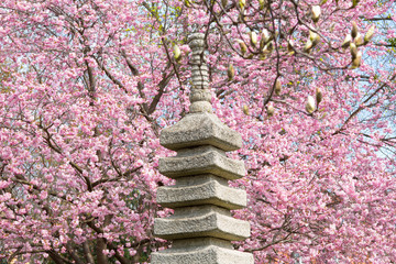 Fotomurales - Japanischer Garten mit Kirschbaum