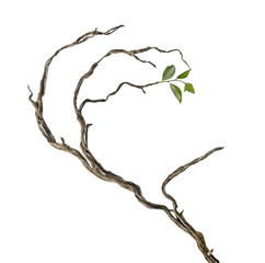 dry branch with new leaf