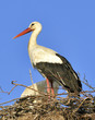 a white stork in his nest