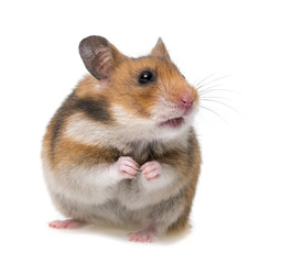 Wall Mural - sitting hamster isolated on a white background