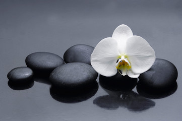 Wall Mural - Still life with white orchid with zen stone