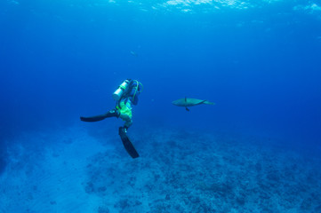 Wall Mural - Humphead wrasse with scuba diver