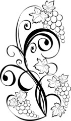 Grapevine. Wine black and white design elements.